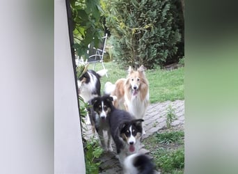 Colliejungs (altschottische Linie), 8 Monate alt suchen liebevolles Fürimmerzuhause