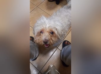 Lotti 2 PP – Kleine Bologneser-Omi sucht ruhiges Für-immer-Zuhause