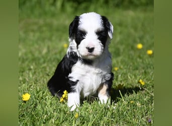 traumhaft hübscher Tibet Terrier Welpen aus erfahrender Zucht  sind geboren dürfen im Juni ausziehen