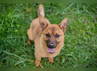 Raffi: Hundekind sucht ein Zuhause
