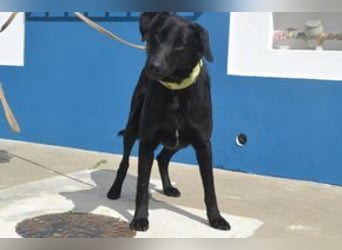 Rafa, ein menschenbezogener und sehr lieber Familienhund