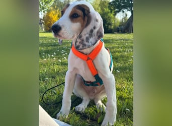 Beagle Mischlingswelpe GEORGY (Dezember 2024) sucht eine eigene Familie