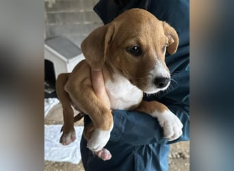 Hundekind JOCA sucht Familie mit Herz