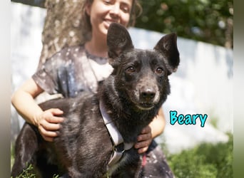 Beary geb. 01/2020 - sanfter und ruhiger kleiner Schatz sucht ruhiges Zuhause!