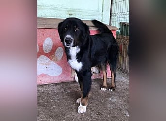 Jack (2) sucht einen Gnadenplatz