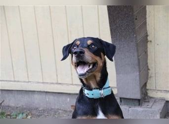 Spencer, Dobermann-Appenzeller Mix, geb. 2014, lieber anhänglicher Rüde