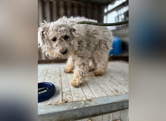 Babci PP - Ein Pumi auf der Suche nach Glück