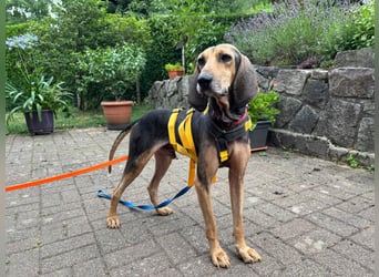 Jo:  Traumhund für Segugio-Freunde