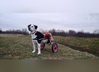 Rollihund FELIX - der hübsche, lebensfrohe Rüde sucht ein liebevolles Für-Immer Zuhause