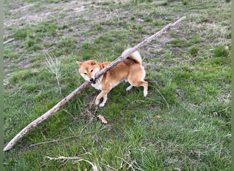 Erstklassige Shiba Inu Zucht in Sachsen