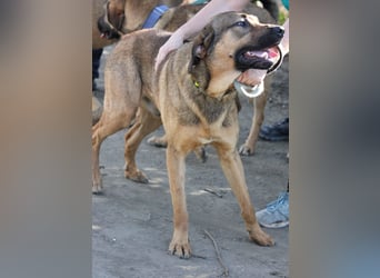 Traumhund Ryder wartet auf seine Familie
