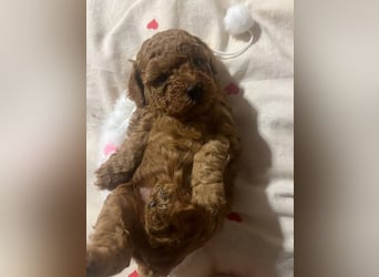 Rot Toypudel sucht neues Zuhause