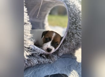 Jack Russel Terrier Welpen mit Stammbaum