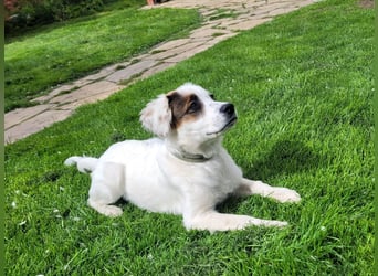 Englisch-Setter-Mix Welpe (Tierschutz)