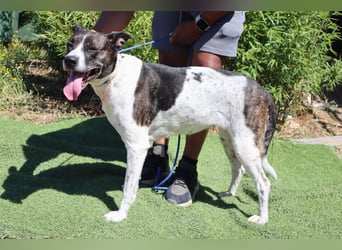 Nikita, Mix Labrador / Boxer, lieb und sozial