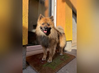 Bailey-SR, hübscher Kerl sucht ein Zuhause.
