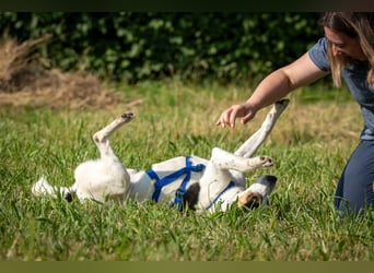 Sind Sie Sams Herzensmensch?
