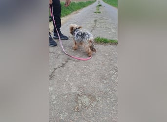 LITTY - die kleine Maus sucht ein behütetes Für-Immer Zuhause.