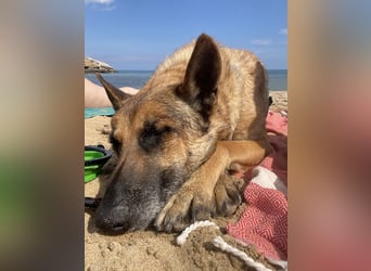 Schäferhundmix MADDOX sucht seine eigene Familie!
