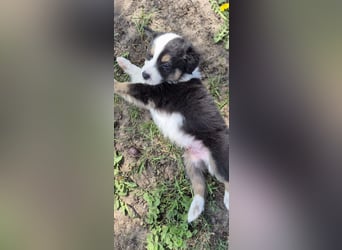 Australian Shepherd Welpen tricolor – Abgabe ab dem 28.05.2025