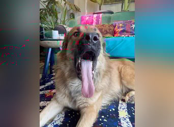 Grizzly sucht noch sein Zuhause