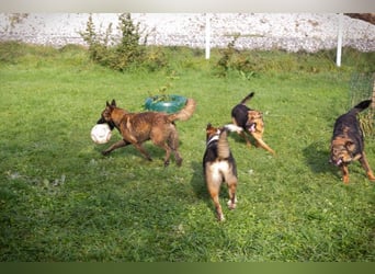 MALIE - toben, spielen, lernen - ich suche ein Zuhause bei unternehmungslustigen Menschen