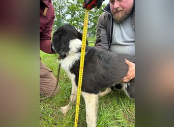 Deza, geboren 01.10.2024, 50cm sucht sein Zuhause