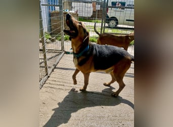 Junger Mischlingsrüde MARLEY (3 Jahre) sucht eine Familie