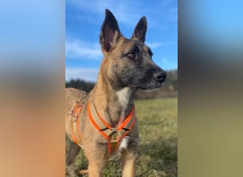 Molly, sucht ihre Menschen