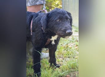 Blacky - menschenbezogen, schmusig und verträglich