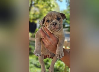 Old English Bulldog Welpen