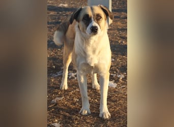 Jeanie, geb. ca. 05/2023, lebt in GRIECHENLAND, im städt. Tierheim Serres