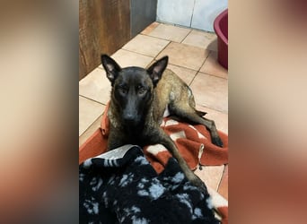 ROMINA - die hübsche Malinois-Hündin sucht ein hundeerfahrenes Zuhause!