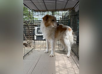 ENFY, Rüde, 1,5 Jahre, 38 cm, Mischling, Tierschutz