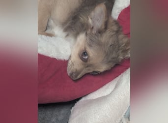 Chihuahua Rüden