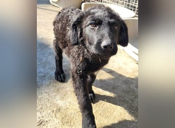 GONZALES❤️ liebenswerter, agiler und neugieriger Kroatischer Schäferhund-Mix