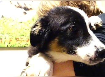 Verkaufe Reinrassige Border Collie Welpen