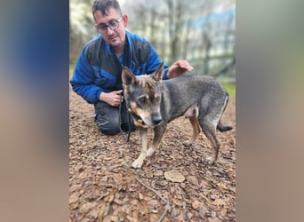 Lacika, 4 Jahre jung, 45 cm, sucht sein Zuhause