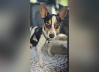 Ratón ✨ in Deutschland auf Pflegestelle