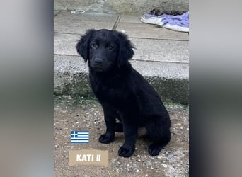 Kati,geb,02/25,hübsches Labrador Mix Mädchen sucht ihre Familie