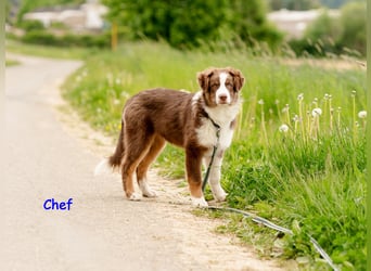 Australian Shepherd Welpen Rüden, ASCA