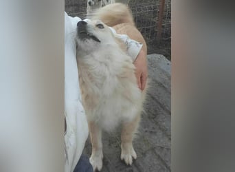 AURI gerettet aus Horror Tötung von Slatina, Ostern'22