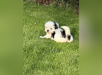 2 zuckersüße Maltipoo Welpen - Rüde und Hündin