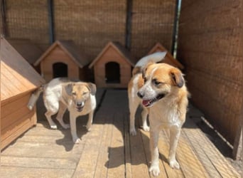 Noel sucht ein Zuhause