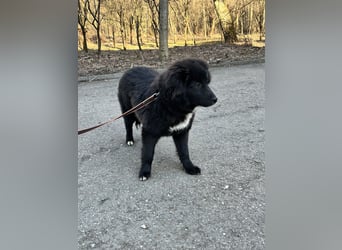 Sanfte ERIKA sucht ein liebevolles Zuhause
