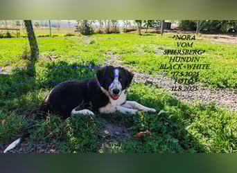Border Collie-Welpen , black-,red-white und red-merle