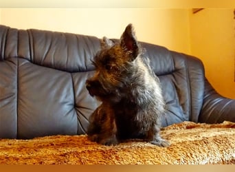 Cairn-Terrier-Welpen von-der-Iburg bietet sehr schönen Rüden