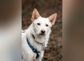 Fröhliche Brynza sucht ihre Familie