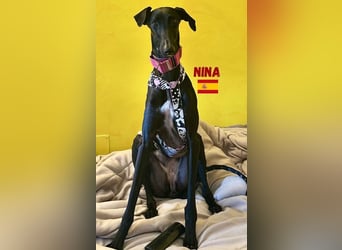 Nina,geb.03/23,schüchternes Galgo-Mädchen sucht ihre Familie