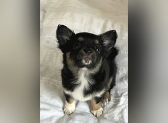 Fröhliche Chihuahua-Hùndin